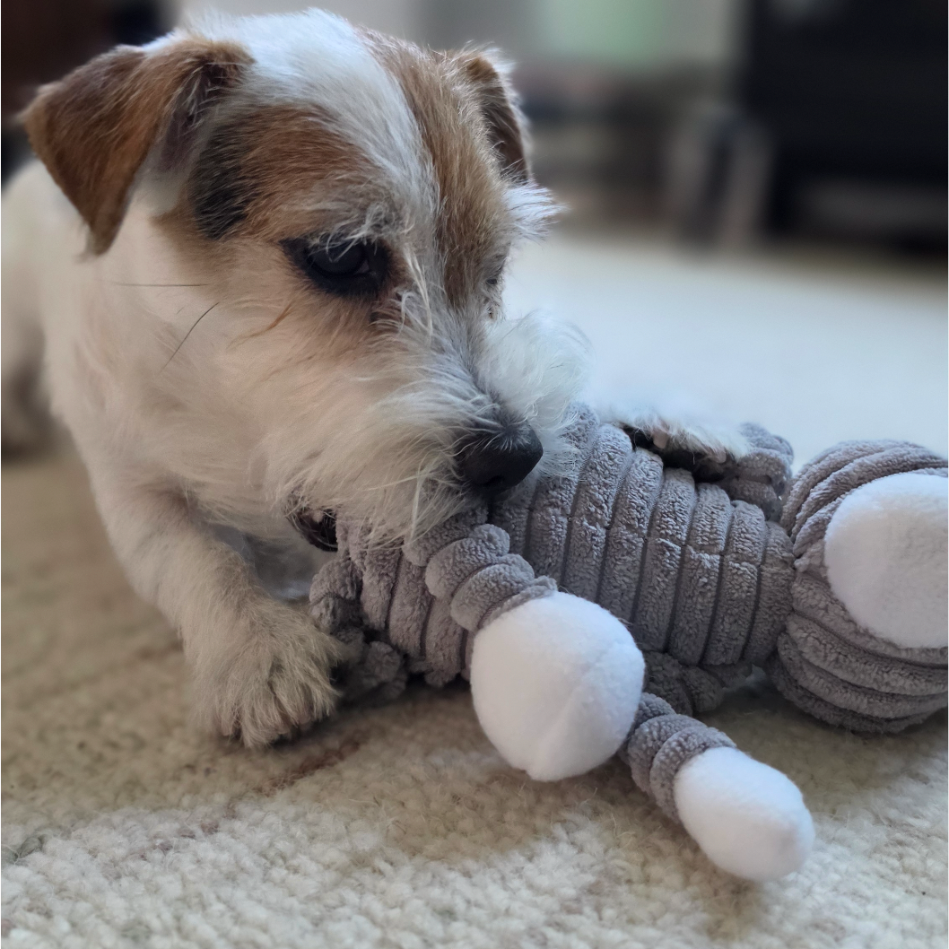 Plush Bunny Squeaky Dog Toy – Soft Chew Toy for Small & Medium Dogs-Letifly Lights and Decor