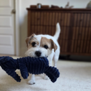 Plush Squeaky Elephant Dog Toy – Soft Chew Toy for Small & Medium Dogs-Letifly Lights and Decor