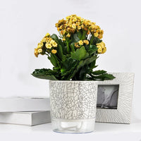 Self Absorbent Flowerpot Plastic Hydroponic Lazy Flowerpot Thickened Water Storage Plant Pot Desktop Potted Planter Home Decor-Letifly Lights and Decor