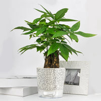 Self Absorbent Flowerpot Plastic Hydroponic Lazy Flowerpot Thickened Water Storage Plant Pot Desktop Potted Planter Home Decor-Letifly Lights and Decor
