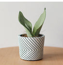 Round Chrome Plated Cement Minimalist Line Pattern Design Flower Pot With Holes White